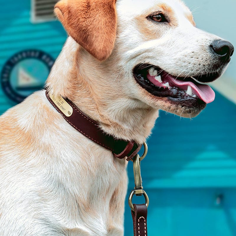 Dog collar Labrador large dog medium dog anti-lost dog collar small dog collar dog tag