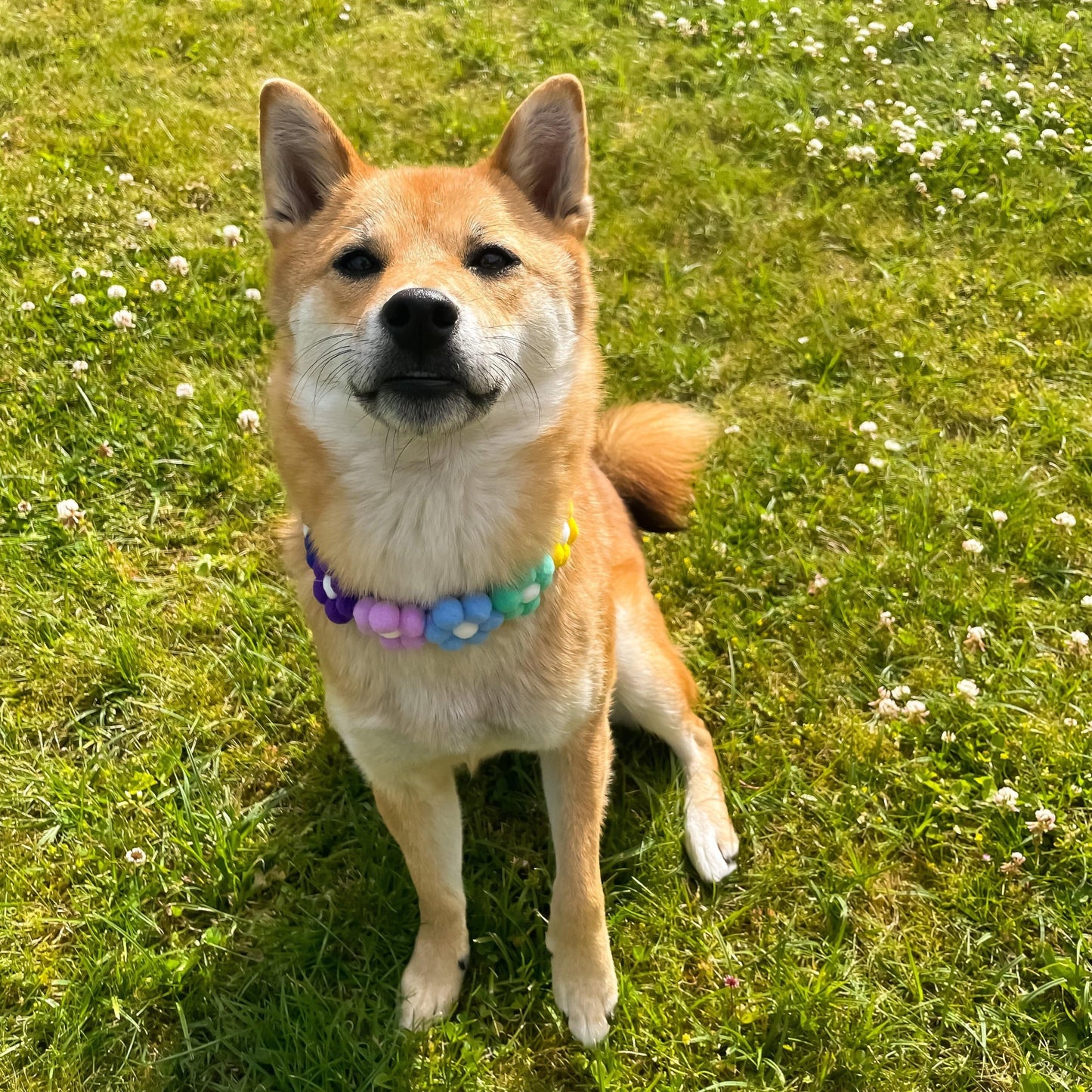 Flower PomPom Collar